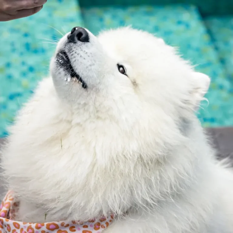 hotel-70-hectares-seignosse-journee-chiens-dog-yoga